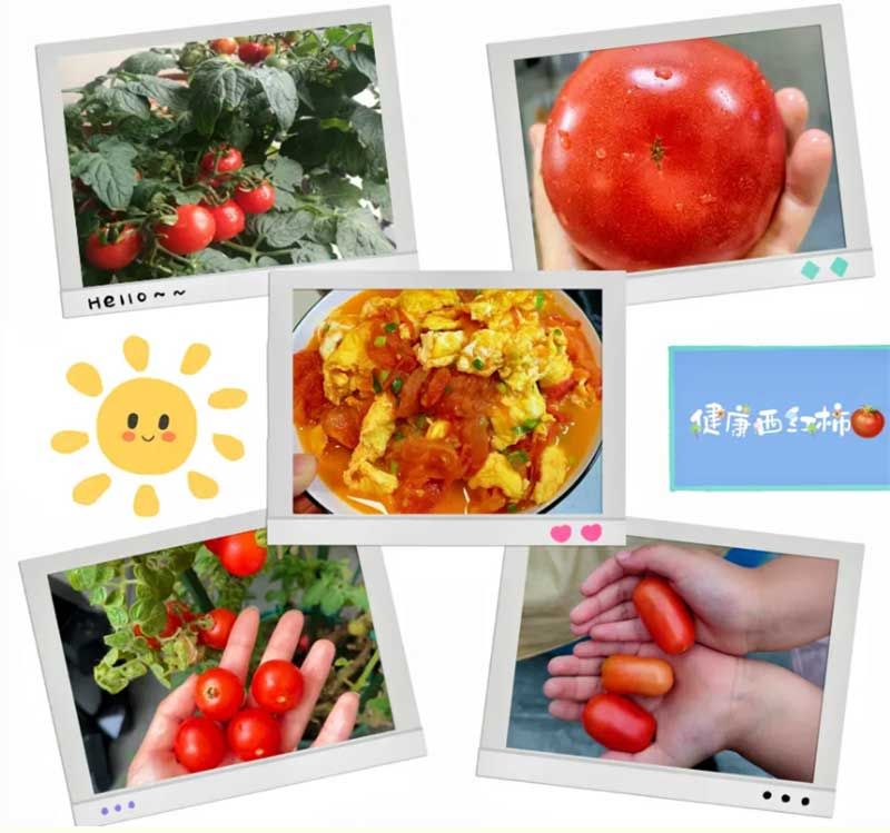 朝陽農(nóng)藝師系列活動